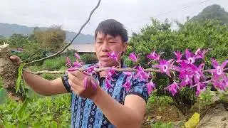 NGÀY 14/3 A SA BÁN LAN HOÀNG THẢO KÈN Ở LAI CHÂU GỌI 0385513081 II PHONG LAN RỪNG II