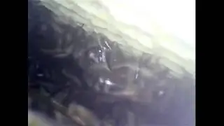 Внутри улья 2.