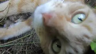 Cheeto and her 4 Kittens Day 7 Part 4 #tvvc #cat #kitty #cute #cutecat #cutekitty #cheeto #wildlife