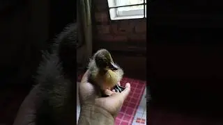 My beautiful duckling ❣️😍