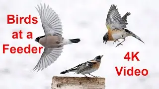 A frantic none stop bird feeder in snowy Norway visited by finches, tits and Siskins