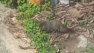 Ground hog eating from the perspective of a satlker