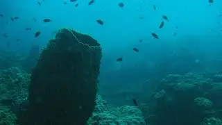 Diving at Perhentian Islands 2017
