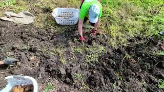 Field Notes Friday: 2024 Brookmead Garden Potato Harvest