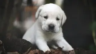 Cute Dog | Cinematic Video | Nikon D3500