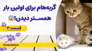 گربه‌هام برای اولین بار یه همستر دیدن! 😻🐹 واکنششون دیدنیه!