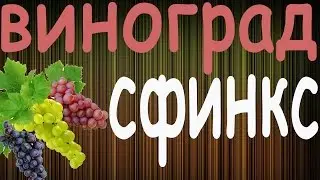 ░▒▓█▇▅▃▂Виноград Сфинкс ▂▃▅▇█▓▒░