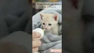 how to deal with newborns cats #short
