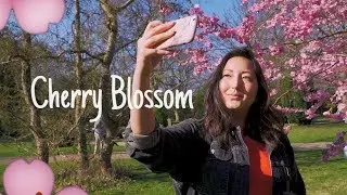 Cherry Blossom Copenhagen // Sony a6300 + 18-105mm