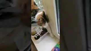 Утро. Голуби и киска Лиска. Всем привет! 