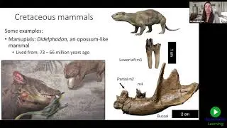 Fossil Planet: Prehistoric Mammals | Grades 4 – 9