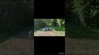 Отработка команды лежать!