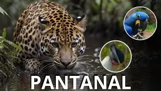 ANIMAIS SELVAGENS INCRÍVEIS DO PANTANAL BRASILEIRO