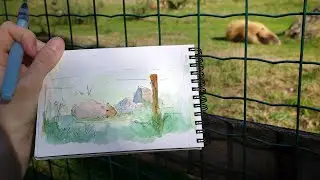 Capybara sketch (8K)
