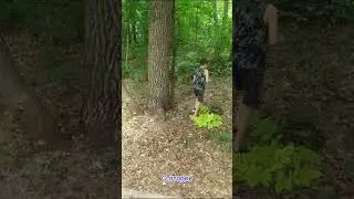 ПРИШЛИ В ЛЕС ГДЕ МНОГО ТОПОЛЕЙ 