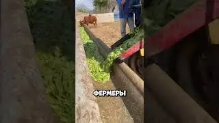 Чем на самом деле кормят коров на ферме ? 