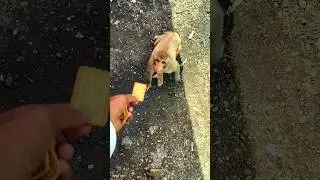 Animal Ask Food 🤗🤗 