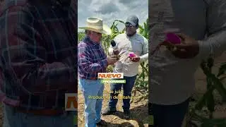 Producción de Pitahaya #short