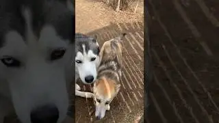 Брю и Ли́са встречают хозяйку 