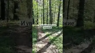 Лес - отдых для глаз