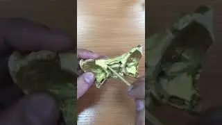 Клиновидная кость анатомия
