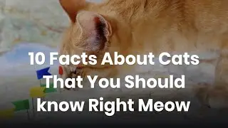 Can Cats really meow?? 🐈