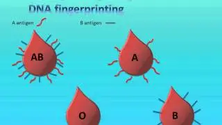 BMOL20090 Molecular genetics and biotech - Wiki assignment 2013- Helena Hobbs