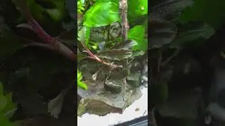 Year-old aquarium