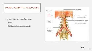 The Para-aortic Ganglia of the Abdomen in less than 2 Minutes.