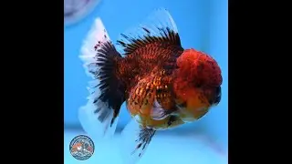 Red Kirin Rose Tail Oranda 3.75 inches Body - Female (250314_OR09)