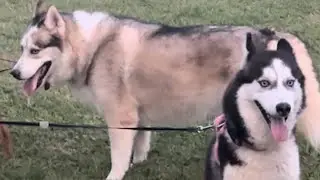 Teddy Jenny and Atlas love going on walks together ❤️❤️