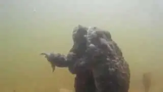 Лягухи (май 2015)