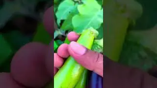 Kya आप जानते है बैंगन गमले में उगाने का तारीक 🍆 🪴🔥 