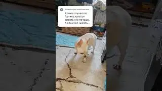 Вот ваш любимый Арчи