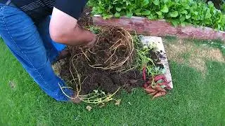 Sweet Potato Harvest 2021 - FAILURE or success?