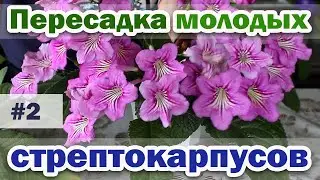 Transplantation of young streptocarpus. #2