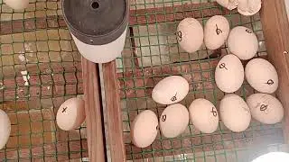 цыпленок ФАВЕРОЛЬ за 2 тысячи рублей
