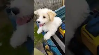 Їдемо косити