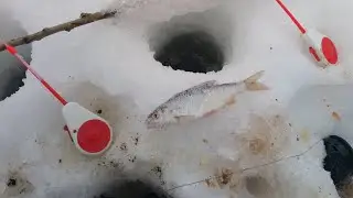 Глухозимье. Чепца. Рыбалка после холодов.