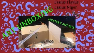 ANT UNBOXING (LASIUS NIGER + FLAVUS) Queen unboxing!!
