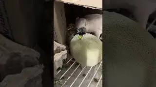 Misha's Melon Madness: Cockatoo Ecstasy in a Cardboard Paradise! 🍈🎉