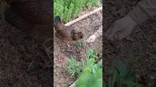 A Dangerous Life #garden #gardening #chickenlife