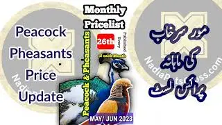 Peacock & Pheasants Pricelist JUN 2023 | Monthly Prices of Pheasants & Peacock | Bird Market Update