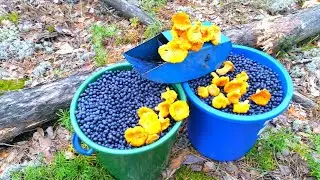 Лисички-черника, дары природы.