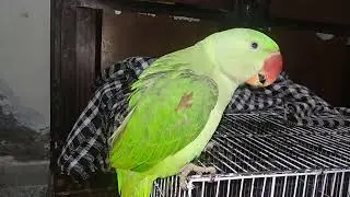 Cute Parrot talking and whistling #parrot #alexandrine  #viral #talkingparrot #Mitthu