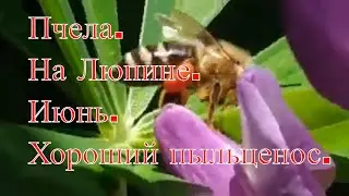 Пчела на Люпине.Люпин июнь.