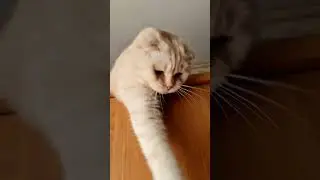 Лето кот проводит на шкафу