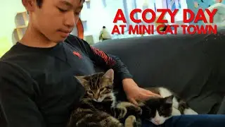 Mini Cat Town Có Đúng Là Lựa Chọn TỐT NHẤT Cho Một Ngày Dịu Dàng?