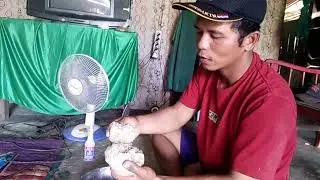 tutorial umpan bawal menggunakan tempe #ekochennel