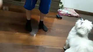 Cachorro comendo banana.